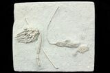 Three Fossil Crinoids (Macrocrinus, Parisocrinus & Cyathocrinites) #78302-1